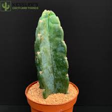Image result for Cereus jamacaru