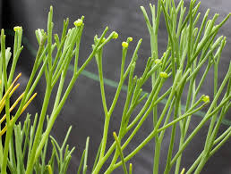 Image result for Psilotrichum