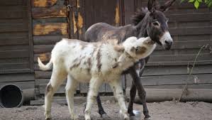 Check spelling or type a new query. Vogelpark Solingen Gunstiger Ticket Rabatt Fur Tierpark