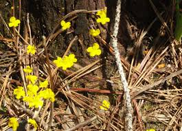 Image result for Utricularia subulata