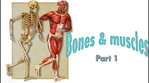 The clavicle bone which is always a prominent feature also mark jutting bones and such. Bones And Muscles Part 1 5th Standard Science Cbse Youtube