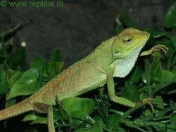 Image result for Urochloa jubata