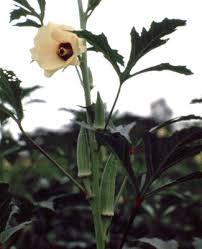 Image result for Abelmoschus esculentus