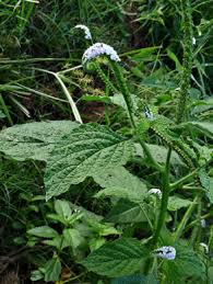 Image result for Heliotropium indicum