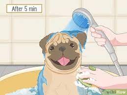 How To Kill Fleas With Dawn Dishsoap 11 Steps With Pictures
