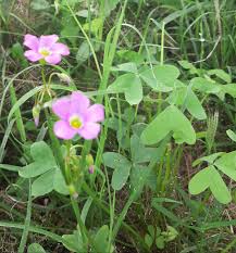 Image result for Syncolostemon elliottii