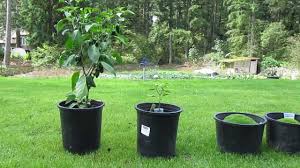 It doesn't have to be. Miracle Grow Experiment Benefits Of Fertilizer Youtube