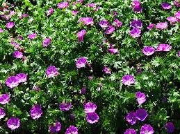 Image result for Geranium sanguineum Max Frei
