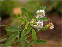 Image result for Trigonella anguina