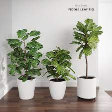 Ficus Lyrata Ficus Fiddle Leaf Fig