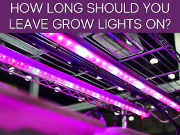 We did not find results for: How Long Should You Leave Grow Lights On Greenhouse Today