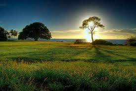 Tree Of Light Beautiful Nature Beautiful Nature Wallpaper Scenery