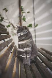 Le Jardin De L Il D Elle Rare Cats Cute Cats Kittens