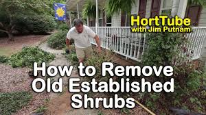 Depending on the thickness of the root, use either your handsaw or the reciprocating saw to slice through it. How To Remove Old Established Shrubs Digging Out Well Anchored Plants Youtube