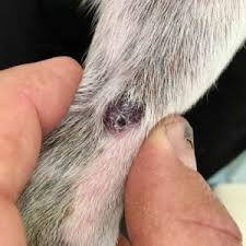 In the united states, it's estimated that doctors diagnose over 100,000 new skin cancer cases each year. What Dog Skin Cancer Looks Like Signs Pics Walkerville Vet