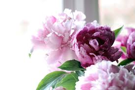 We did not find results for: Peony Wallpapers Top Free Peony Backgrounds Wallpaperaccess