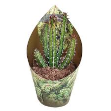 Image result for Euphorbia griseola