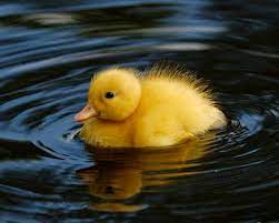Maybe you would like to learn more about one of these? Hinh áº£nh Con Vá»‹t Ä'áº¹p Dá»… ThÆ°Æ¡ng Hiá»n Hoa Sinh Ä'á»™ng Nháº¥t
