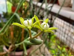 Image result for Cynanchum viminale