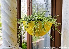 Given the right environment and care, some succulents will flower without fail every year. 7 Popular Hanging Succulents To Love Joy Us Garden