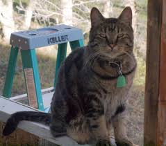 While burying your cat in the backyard may seem like the best option, the. When You Have To Say Goodbye How To Properly Bury A Pet 8 Steps With Pictures Instructables