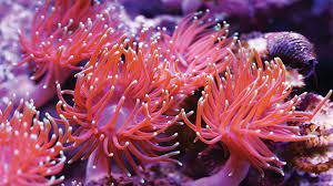 Maybe you would like to learn more about one of these? Anemon Laut Kerabat Ubur Ubur Dan Sohib Ikan Badut