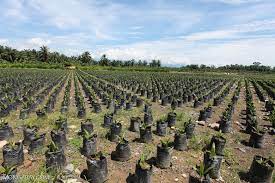 Trees are very important to us in many ways. Major Legal System Breakdowns Threaten Great Apes Of Africa Asia