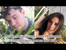 Cannabis pests across the US