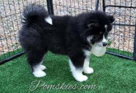 Buy purebreed siberian husky puppies with all certificates.lifetime satisfaction guarantee Pomsky For Sale In Ga Pomskies