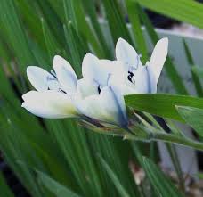 Image result for Babiana