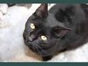 8 Black Cat Breeds - Pet Central by Chewy
