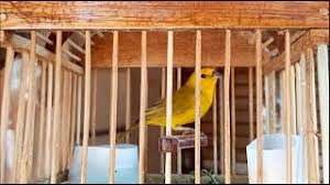 1.11 ¿cuándo separar las crías de canario? Descargar Cantoos De Canarios Criollos Descargar Mp3 De Canto Canario Criollo Canario Da Terra Sicalis Flaveola Gratis Caletamp3 Org You Can Experience The Version For Other Devices Running On Your