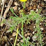 Image result for Pentzia incana