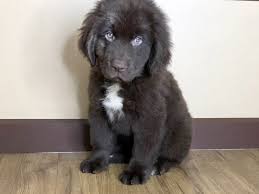 Click to see our available newfoundland i strive to produce the perfect newfoundland puppies in ohio. Newfoundland Puppies Visit Petland In Grove City And Columbus Ohio