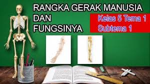 Maybe you would like to learn more about one of these? Rangka Gerak Manusia Dan Fungsinya Kelas 5 Tema 1 Subtema 2 Pembelajaran 2 Youtube