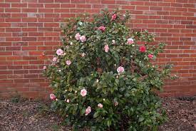 Camellia Japonica Camellia Common Camellia Japanese Camellia Peony Camellia Thea Japonica North Carolina Extension Gardener Plant Toolbox