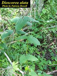 Image result for Dioscorea asteriscus