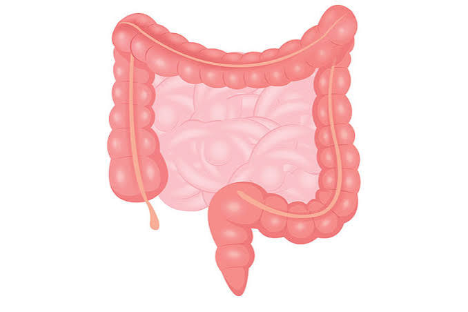 Intestine