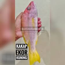 2 lembar daun salam, daun jeruk. Jual Ikan Kakap Ekor Kuning Yellow Sniper Beku Fresh Jakarta Utara Bahteraikanbeku Tokopedia