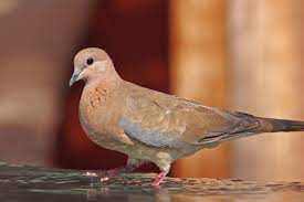 Laughing Dove Wikipedia