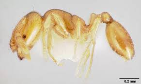 tiny ants in the bathroom? the easy way