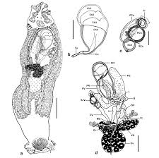 Image result for Pseudocyclosorus
