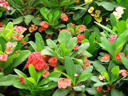 Spring and summer are the best time to visit india as flowers are in full boom during these seasons to welcome the visitors with the burst of colours. A Different Variety Of Cactus In A Village In India The Plant Stock Photo Picture And Royalty Free Image Image 32952366