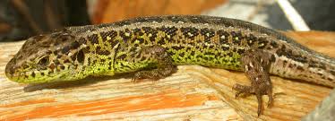 Peters, 1869 — namib day gecko; Zauneidechse Bund Naturschutz In Bayern E V
