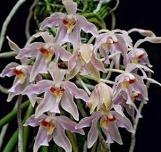 Image result for Cynorkis debilis