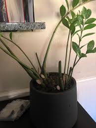 Why Did My Zz Plant Grow Like This A Number Of The Stalks Dried Out And Died Off And Now It S So Sparse With Just Really Tall Stalks Some Of The Stalks