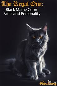 Frequent special offers and discounts up to 70% off for all products! Black Maine Coon 2021 Best Cat Breed