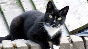 Mar 06, 2021 · katten werden vaak meegenomen op schepen om op ratten te jagen, maar het werd ook geloofd dat een zwarte kat aan boord een kalmerend effect had op zowel de zee als de wind. Zwarte Kat Met Witte Sokken Youtube
