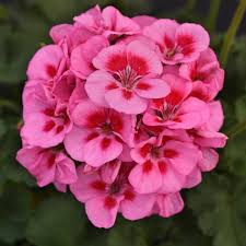 Image result for Pelargonium