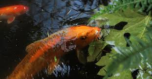 They can live up to thirty years in captivity and grow more than three feet in plus, a deeper pond will stay warmer during colder weather, helping to protect your fish. Oldest Koi In Vancouver Finds New Home At Bloedel Conservatory City Of Vancouver